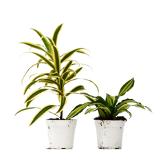 2 Dracaena Variety Pack - 4" Pot