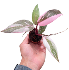 Philodendron 'Marble Pink Princess'
