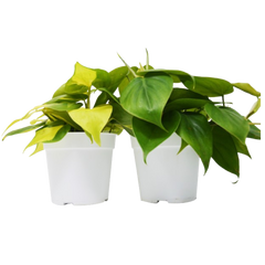 2 Philodendron Variety Pack - 4" Pots