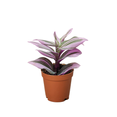 Tradescantia 'Nanouk'