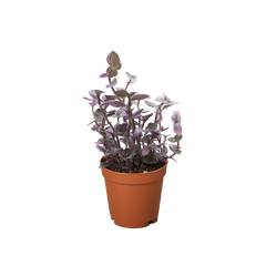 Tradescantia Callisia 'Pink Panther'