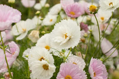Cupcake Blush Cosmos Seeds - 200+ Dreamy Pink Blooms - USA Grown - - Butterfly Garden - Cut Flowers - Easy to Grow