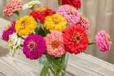 Oklahoma Mix Zinnia Seeds – 100+ Heirloom Flower Seeds, , Double Blooms, Cut Flower & Pollinator Garden, USA Grown