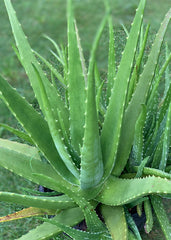 14–18" Organic Aloe Vera Plant – Live Medicinal Succulent – Heirloom, Natural Skincare, Easy Indoor/Outdoor Houseplant