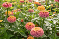 Unicorn Mix Zinnia Seeds - 100+ Magical Color Blooms - USA Grown - - Butterfly Garden - Cut Flowers - Easy to Grow