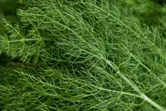 Dill Herb Seeds 500 Seeds G124 Bouquet Easy Grow Microgreen Anethum graveolens