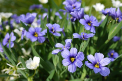 Purple Rain Polemonium Seeds, 40+ PCS, Jacob's Ladder Perennial, Blue Flowering Plant, Shade Tolerant, Polemonium caeruleum