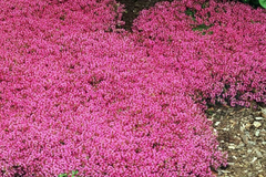Creeping Thyme Seeds 100 PCS Magic Carpet Groundcover Perennial (Thymus serpyllum) Carmine-Pink Flowering Plant