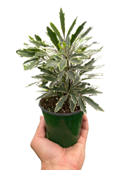 Aralia 'Bianca'