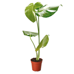 Monstera 'Thai Constellation'