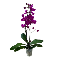 Orchid 'Purple Phalaenopsis'