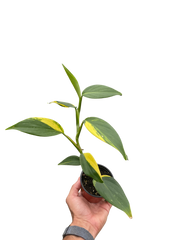 Scindapsus 'Coriaceus'
