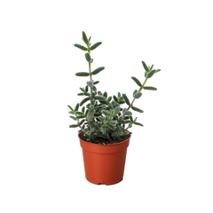 Delosperma echinatum 'Pickle Plant'