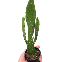 Drooping Prickly Pear Cactus