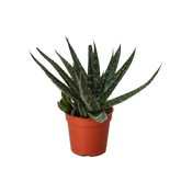 Succulent Haworthia Limifolia