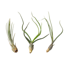 Air Plant Monthly Subscription Box