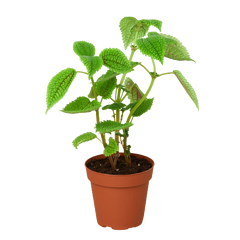 Pilea 'Moon Valley' - 4" Pot