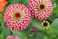 Queen Lime Red Zinnia Seeds - 100+ Unique Bi-Color Blooms - USA Grown - - Cut Flowers - Butterfly Garden - Easy Grow