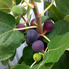 Chicago Hardy Fig Cuttings (Ficus carica) - 2 Unrooted 6-8" | Cold Hardy Sweet Fig Tree for Northern Climates | Easy to Root & Grow