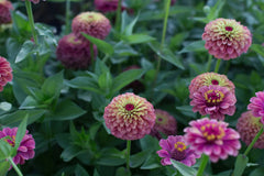 Queen Lime Red Zinnia Seeds - 100+ Unique Bi-Color Blooms - USA Grown - - Cut Flowers - Butterfly Garden - Easy Grow