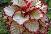 Velvet Flame Calathea Seeds - 25+ Rare Houseplant Seeds - USA Grown - - Tropical Foliage - Indoor Jungle - Easy Care