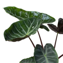 Alocasia 'Ebony'