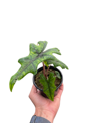 Alocasia 'Jacklyn'