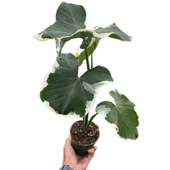 Alocasia 'Mickey Mouse' (Xanthosoma sagittifolium 'Variegatum Monstrosum')