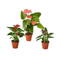 3 Anthurium Variety Pack- All Different Colors - 4" Pots