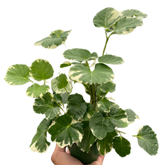 Aralia 'Balfouriana'