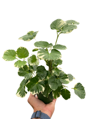 Aralia 'Balfouriana'