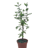 Bonsai Bald Cypress
