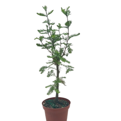 Bonsai Bald Cypress