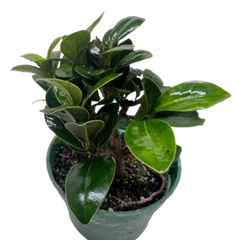 Bonsai Ficus Compacta