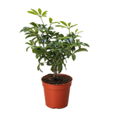 Bonsai Schefflera Arboricola