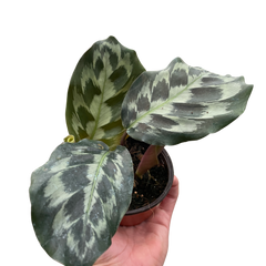 Calathea 'Kennedy' | Rare Prayer Plant with Brush-Stroke Foliage | House Plant Shop