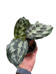 Calathea 'Kennedy' | Rare Prayer Plant with Brush-Stroke Foliage | House Plant Shop