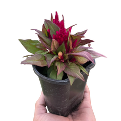 Celosia