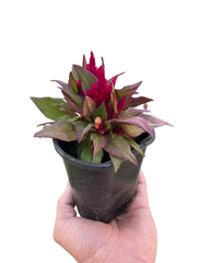 Celosia