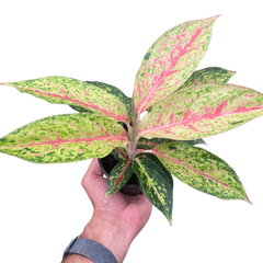 Chinese Evergreen 'Karat'