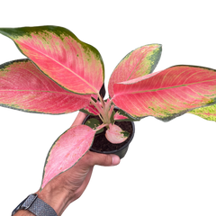 Chinese Evergreen 'Pink Pearl'