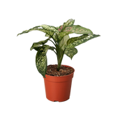 Chinese Evergreen 'Wishes'