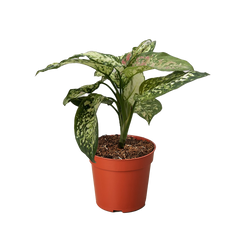 Chinese Evergreen 'Wishes'