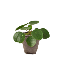 Pilea Peperomioides Chinese Money Plant | Easy Care Coin-Shaped Leaves | House Plant Shop