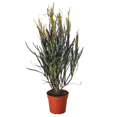 Croton 'Picasso'