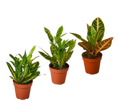 3 Croton Variety Pack / 4" Pot / Live Plant / House Plant