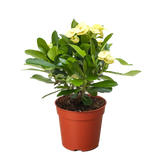 Crown of Thorns | Long-Lasting Red & Yellow Flowering Plant | House Plant Shop