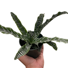 Cryptanthus 'Betty'