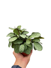 Ctenanthe burle-marxii 'Amagris'