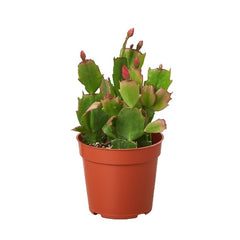 Christmas Cactus | Easy Care Holiday Plant | House Plant Shop